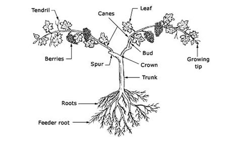parts   grapevine grape vines grafting root