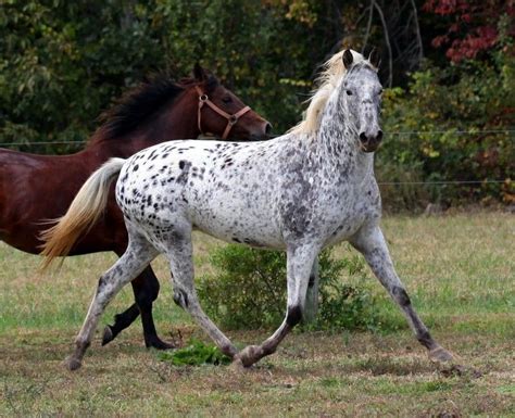 pin  merica kate tracy  horses leopard appaloosa horses appaloosa
