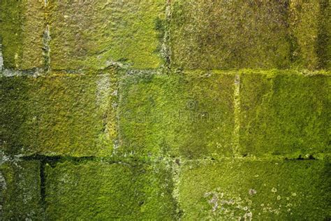 stone wall moss covered stock photo image  surface
