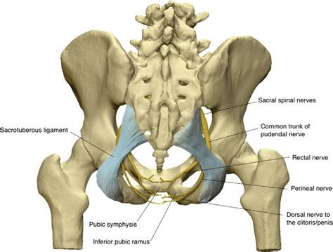 Three Dimensional Posterior View Of The Pelvis Download
