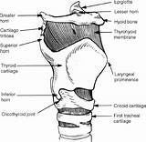 Larynx Anatomy Oblique Fig sketch template