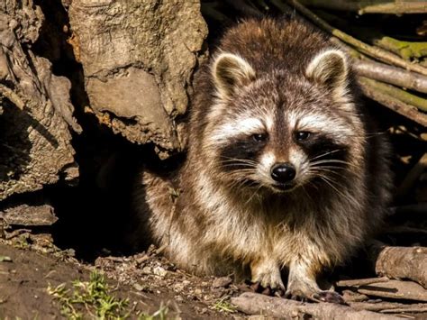 raccoons eat rabbits    worried critter clean
