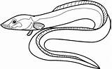 Eel Eels Gulper Moray Clipartmag Pluspng Species Designlooter sketch template