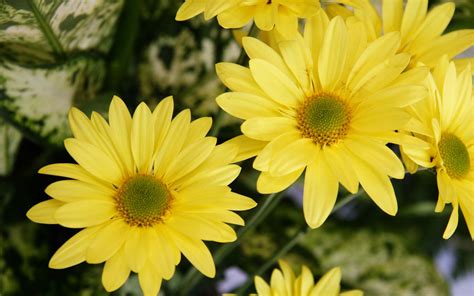 yellow color flowers wallpapers hd wallpapers id
