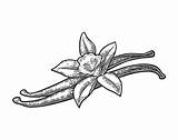 Vanilla Vector Vintage Flower Clip Pods Engraved Illustrations Drawn Background Royalty Stock Illustration sketch template