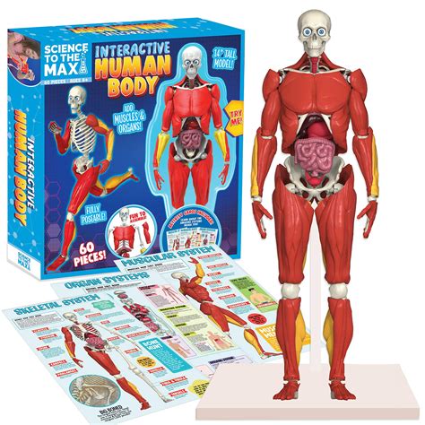 amazing toys interactive human body fully poseable anatomy figure  tall human body