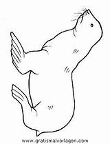 Seehund Seehunde Malvorlage Ausmalbild sketch template