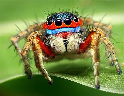 dangerous spiders  britain venomous spiders