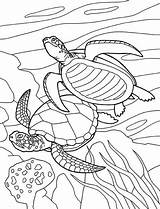 Coloring Sea Turtle Pages Kids Drawing Printable Turtles Colouring Keeffe Georgia Order Theme Drawings Testudines Sheets Animal Marine Getcolorings Animals sketch template