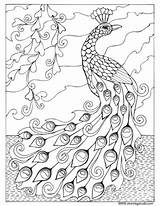 Coloring Pages Peacock Drawing Sheets Peacocks Book Mandala Choose Board Getdrawings Short Leg Studio Color sketch template
