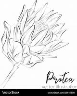 Protea Vector Sketch Drawing Botany Floral Collection Flower Vectorstock Drawings Line Royalty Botanical sketch template