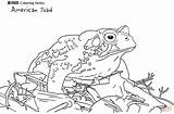 Toad Coloring American Pages Toads Printable Click Drawings Designlooter Drawing Categories sketch template