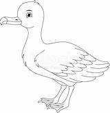 Albatross Coloring Premium Freeimages Vector Stock Istock Getty sketch template