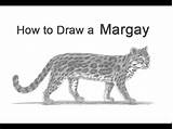 Margay sketch template
