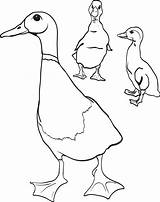 Duck Ducklings Teepee Getdrawings sketch template