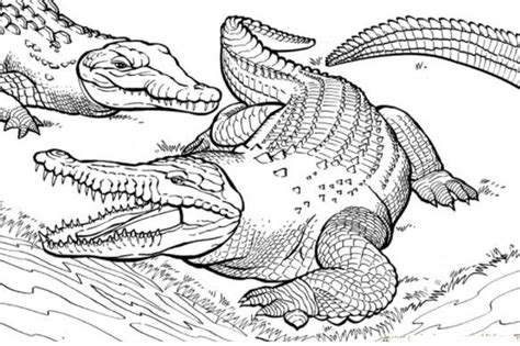 alligator coloring page animal coloring pages shark coloring pages