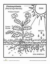 Photosynthesis Grade Worksheets Kids Coloring Science Worksheet Life Printable Plants Pages Nature Drawing Plant Teaching Clipart 6th Curriculum First Leaf sketch template