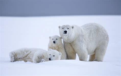 wallpaper white snow winter polar bears baby animals arctic