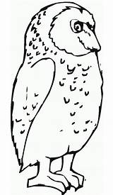 Owl Horned Bestcoloringpagesforkids sketch template