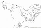 Rooster Coloring Printable Roosters Chicks Hens Pages Birds Color sketch template