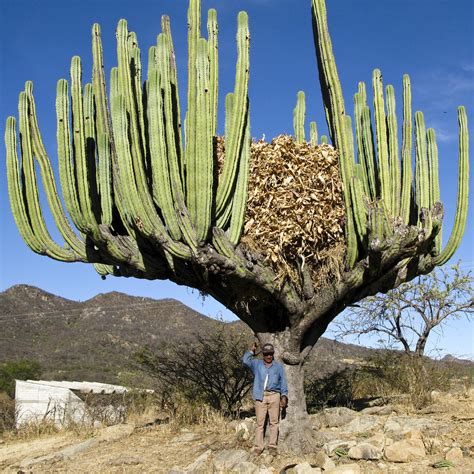 giant cactus oaxaca mexico  farmer  storing  cr flickr
