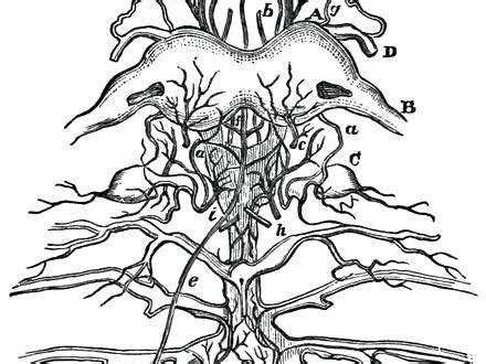 nervous system coloring page  getdrawings