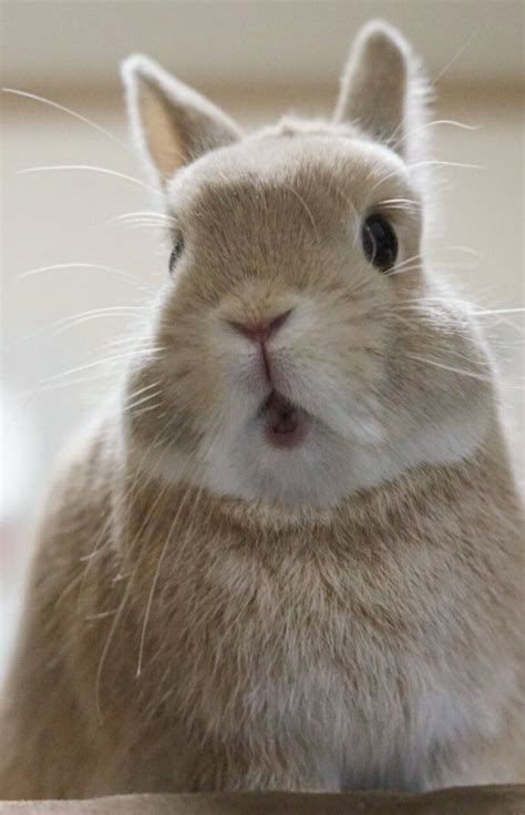 cute rabbit pictures images  pinterest bunnies pets