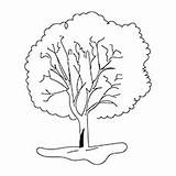 Tree Coloring Pages Banana Ones Little Top Cotton sketch template