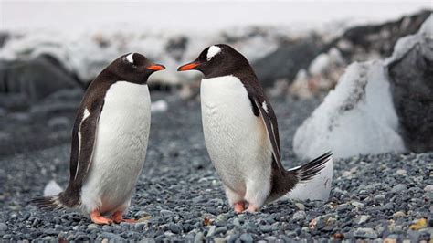 gift  win  penguins heart bbc earth