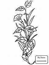 Lily Calla Coloring Pages Flower Getcolorings Printable Getdrawings sketch template