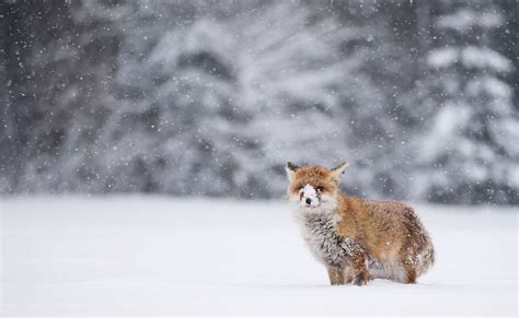 foxecology winter fox