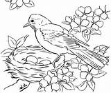 Bird Coloring Birds Pages Printable Nest Adult Drawing Adults Colouring Blue Color Kids Winter Printables Printablee Print Via Borders Getdrawings sketch template