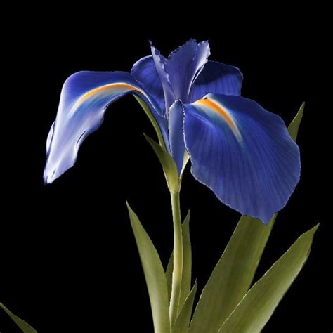 pin  lyudmila lay  trang phuc iris flowers  model iris