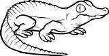 Reptile Crocodile Lizard Cocodrilos Alligator Clipartmag Coccodrilli Gator sketch template