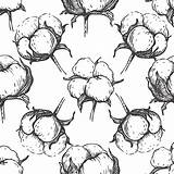 Cotton Boll Clip Vector Illustrations Pattern sketch template