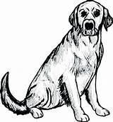 Labrador Coloring Pages Puppy Retriever Vector Dog Getdrawings Getcolorings Printable Color Line Drawing Print sketch template