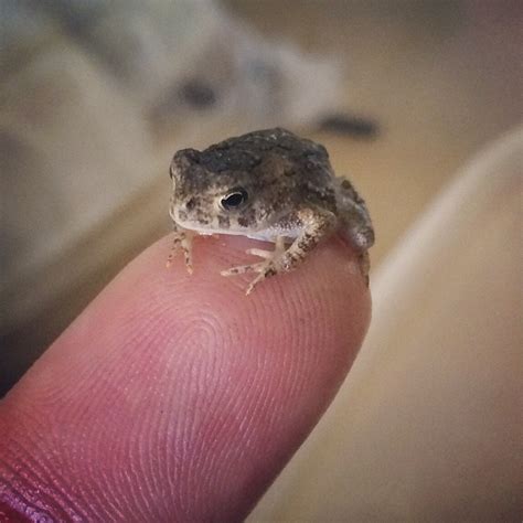 toads   cute  aww