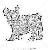 Pages Frenchie Coloring Bulldog French Template Dog sketch template