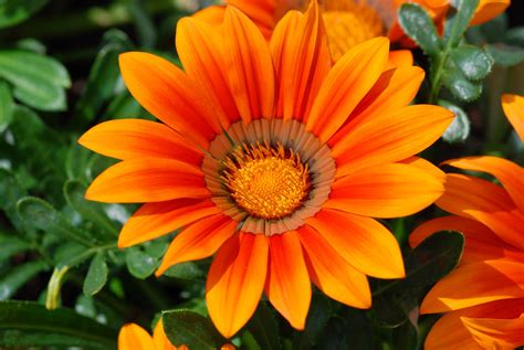 grappige afbeeldingen afbeeldingen bloemen oranje bloem