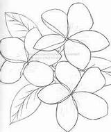 Flower Plumeria Drawing Hawaiian Outline Frangipani Line Flowers Drawings Outlines Painting Result Colouring Tattoo Tropical Pencil Yarn Beach Leaf Getdrawings sketch template