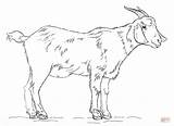 Goat Coloring Draw Drawing Billy Supercoloring Step Cute Printable Goats Drawings Colouring Easy Sketches Outline Tutorials 3d Adult Super Lines sketch template