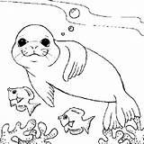 Foca Colorat Animale Planse Polare Turtle Monk Fise sketch template