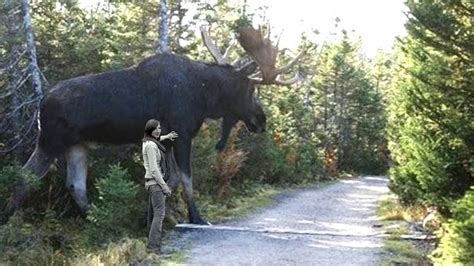 unbelievable giant animals caught  camera biggest animals