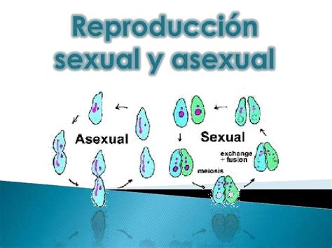Reproducción Sexual Y Asexual Proyecto