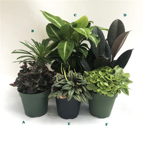 potted tropical assorted plant sold individually alsip home nursery