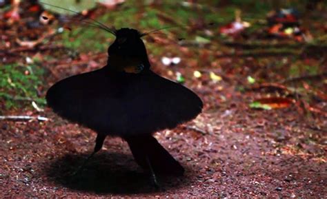 あの超黒素材ベンタブラックに匹敵するほど真っ黒な鳥「超黒鳥」の秘密が明らかに カラパイア