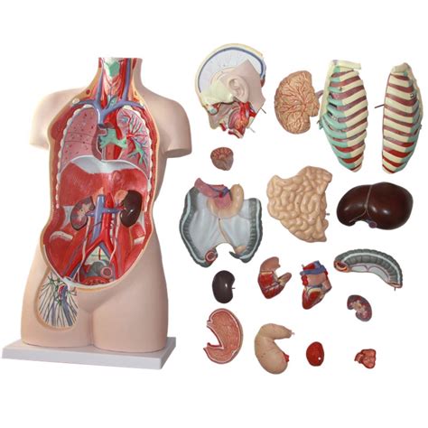 85cm 17 Part Human Torso Anatomical Model Human Organs Visceral Model