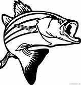 Fish Coloring Printable Bass Pages Coloring4free Related Posts sketch template