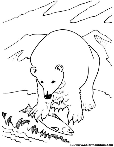 polar bear face drawing  getdrawings