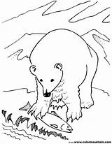Bear Polar Coloring Pages Face Getdrawings Color Drawing Getcolorings sketch template